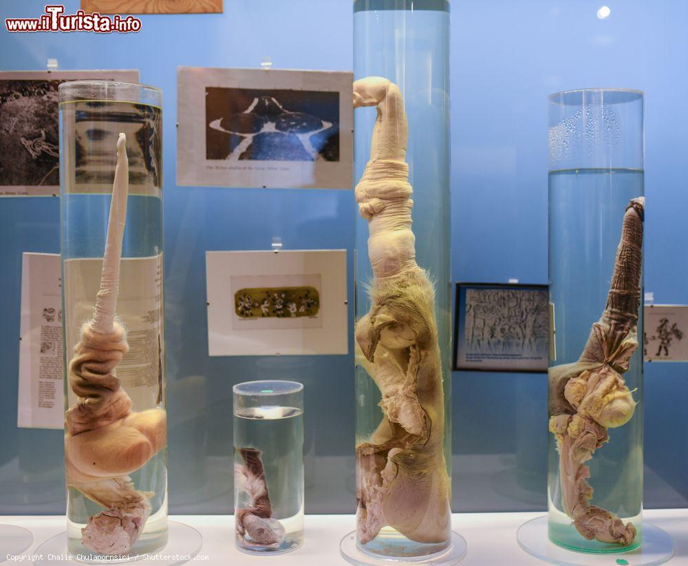 Immagine La ricca collezione di falli al Museo Fallologico di Reykjavik in Islanda . - © Chalie Chulapornsiri / Shutterstock.com