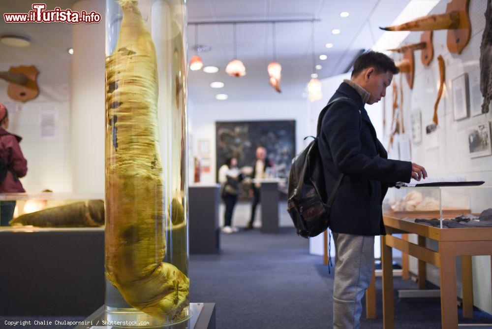 Immagine La sala principale del Museo Fallologico Islandese di Reykjavik in Islanda . - © Chalie Chulapornsiri / Shutterstock.com