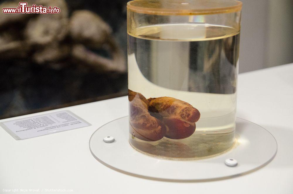 Immagine Museo Fallologico Islandese, Reykjavik: alcuni falli di mammiferi in esposizione  - © Neja Hrovat / Shutterstock.com