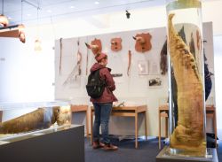 Anche i peni di balena sono esposti al Museo Fallologico Islandese di Reykjavik. - © Chalie Chulapornsiri / Shutterstock.com