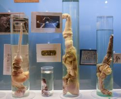 La ricca collezione di falli al Museo Fallologico di Reykjavik in Islanda . - © Chalie Chulapornsiri / Shutterstock.com