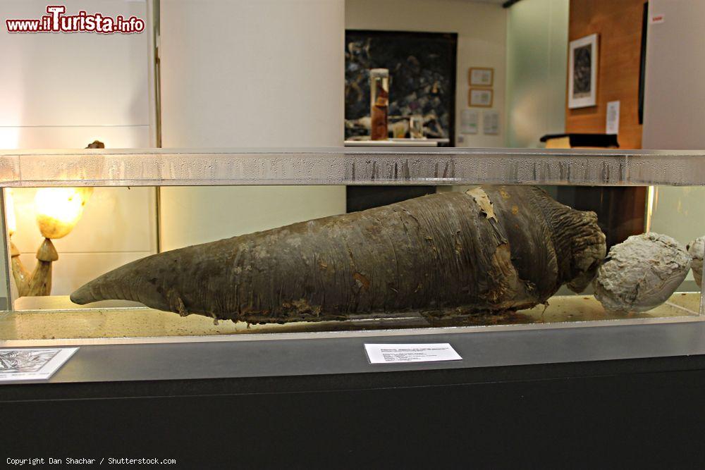 Immagine Un grande fallo di Capodoglio esposto al Museo Fallologico Islandese in centro a Reykjavik in Islanda - © Dan Shachar / Shutterstock.com