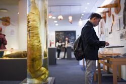 La sala principale del Museo Fallologico Islandese di Reykjavik in Islanda . - © Chalie Chulapornsiri / Shutterstock.com