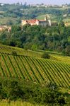 I vigneti che circondano il Castello di Costigliole d'Asti in Piemonte - © Daniela Pelazza, CC BY-SA 3.0, Wikipedia