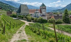 I vigneti circondano l'Abbazia di Novacella, qui si producono ottimi vini dell'Alto Adige