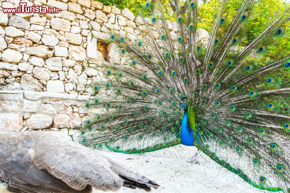 Immagine Il pavone è l'animale simbolo di Lokrum l'isola di Dubrovnik in Croazia