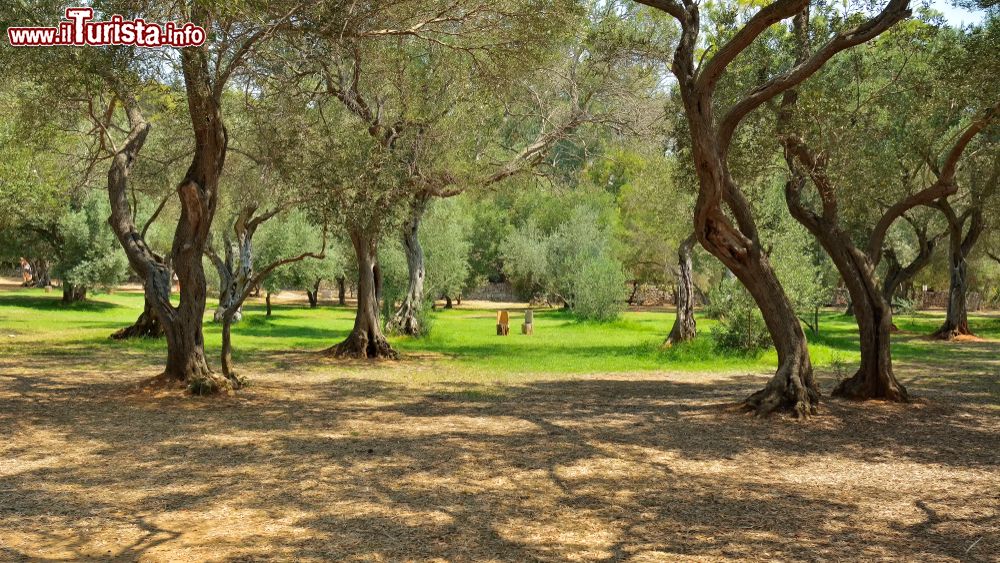 Immagine La vegetazione lussureggiante del giardino botanico di Lokrum in Croazia