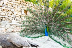 Il pavone è l'animale simbolo di Lokrum l'isola di Dubrovnik in Croazia