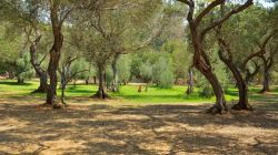 La vegetazione lussureggiante del giardino botanico di Lokrum in Croazia