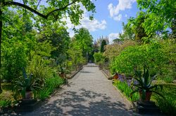 La ricca vegetazione dell'Orto Botanico di Padova, Veneto. Questo spazio verde è nato per la coltivazione delle piante medicinali: la sua creazione avvenne su richiesta di Francesco ...