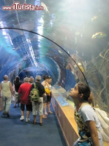 Immagine L'Oceanografic e il tunnel sottomarino