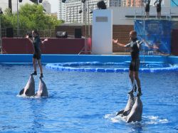 L'Oceanografic, il delfinario