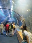 L'Oceanografic e il tunnel sottomarino