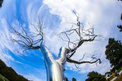 Albero in metallo nel Giardino delle Sculture alla National Gallery of Art di Washington, USA. La scultura è stata realizzata dall'artista newyorkese Roxy Paine - © travelview ...