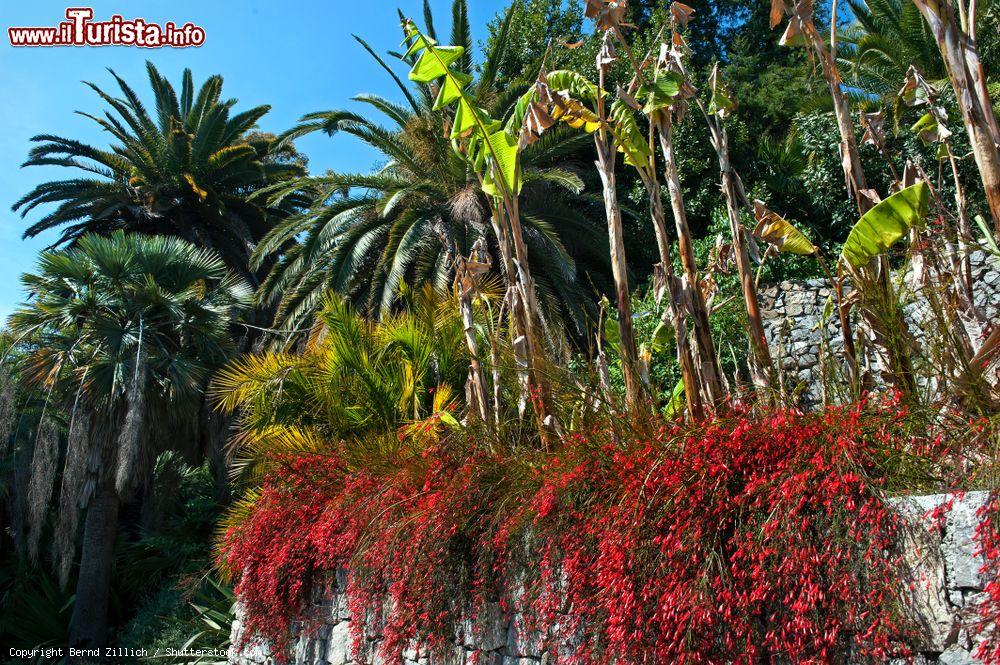 Immagine Piante di Aloe nei giardini botanici di Villa Hanbury in Liguria, comune di Ventimiglia - © Bernd Zillich / Shutterstock.com