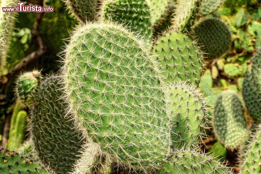 Immagine Piante di cactus coltivate nei Giardini Botanici Hanbury a Mortola Inferiore, Liguria