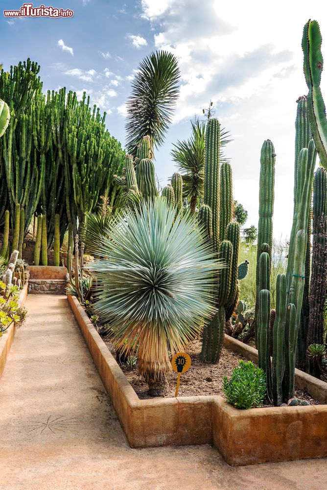 Immagine Piante succulente nei Giardini Botanici Hanbury di Capo Mortola in Liguria