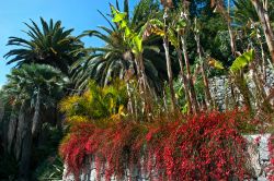 Piante di Aloe nei giardini botanici di Villa Hanbury in Liguria, comune di Ventimiglia - © Bernd Zillich / Shutterstock.com