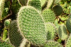 Piante di cactus coltivate nei Giardini Botanici Hanbury a Mortola Inferiore, Liguria