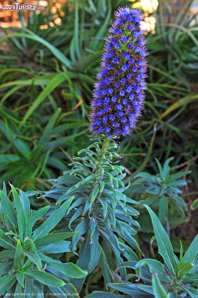 Immagine Spettacolare fioritura nei GIardini Botanici di Mortola Inferiore, presso Villa Hanbury in Liguria - © Bernd Zillich / Shutterstock.com