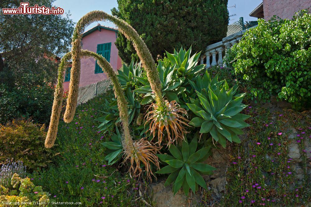 Immagine Una ricca varietà di piante ornamentali contraddistingue i giardini di Villa Hanbury in Liguria - © Bernd Zillich / Shutterstock.com