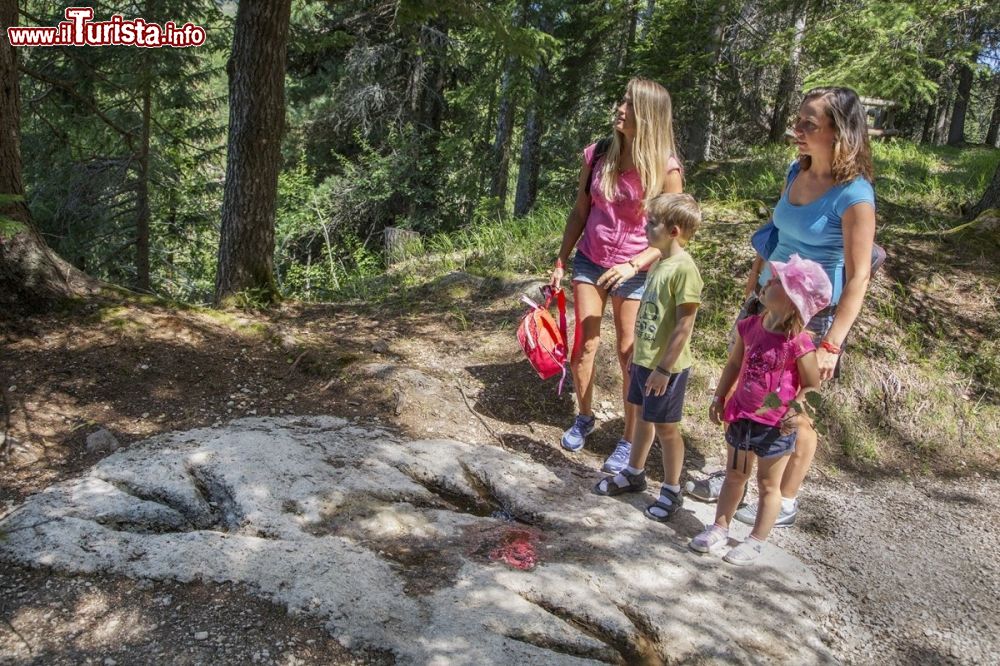 Immagine Giro d'Ali il percorso Frainus tra i boschi di Bellamonte - © sito ufficiale