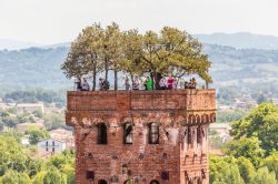 Uno dei simboli di Lucca, la Torre Guinigi con i sui alberi sulla cima - © Fabio Michele Capelli / Shutterstock.com