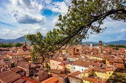 Uno scorcio panoramico di Lucca fotografato da Torre Guinigi, famosa per i suoi alberi pensili