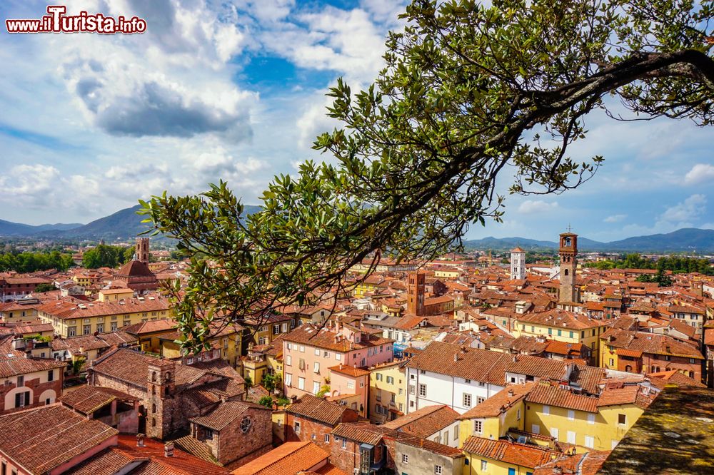 Immagine Uno scorcio panoramico di Lucca fotografato da Torre Guinigi, famosa per i suoi alberi pensili