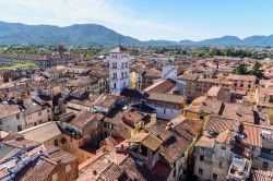 Il panorama che si ammira dalla Torre delle Ore di Lucca, com la Basilica di San Michele