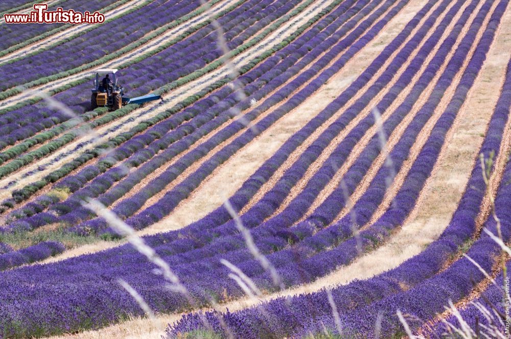 Immagine I campi di lavanda che circondano il Museo di Coustellet, frazione di Cavailln in Provenza