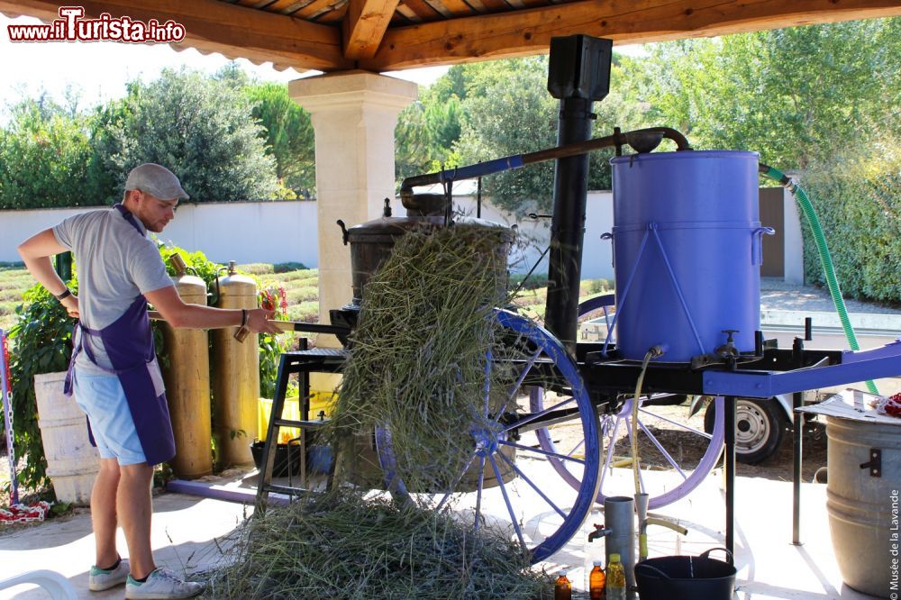 Immagine Il trattamento tradizionale della lavanda dopo la raccolta