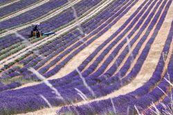 I campi di lavanda che circondano il Museo di Coustellet, frazione di Cavailln in Provenza