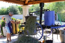 Il trattamento tradizionale della lavanda dopo la raccolta