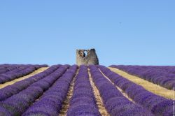 Un campo di Lavanda a Coustellet, vicino al Museo della Lavanda di Cavaillon in Provenza