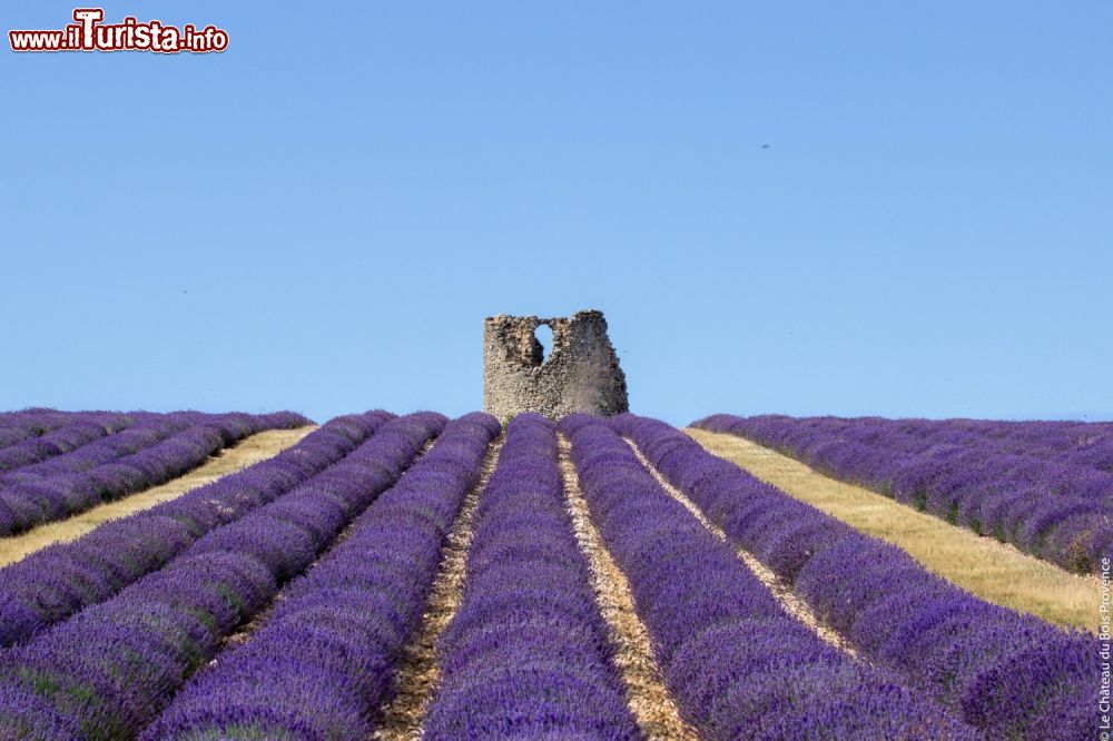 Immagine Un campo di Lavanda a Coustellet, vicino al Museo della Lavanda di Cavaillon in Provenza