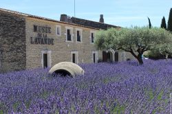 Cavaillon Provenza: il museo della Lavanda a Coustellet in Francia