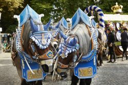 Cavallli Oktoberfest  - Foto München ...