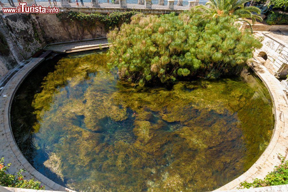 Immagine I papiri e la vasca circolare della Fonte Aretusa di Siracusa