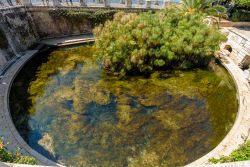 I papiri e la vasca circolare della Fonte Aretusa di Siracusa