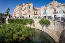 La vasca della Fonte Aretusa di Siracusa, Isola di Ortigia, Sicilia - © Marek Mosinski / Shutterstock.com
