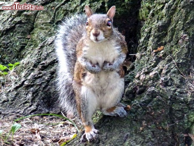 Un simpatico squirrel (scoiattolo) a Battery Park, abituati agli uomini li vedrete ovunque nei parchi
