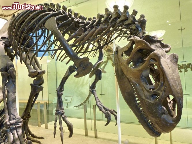 Una notte nel museo... dinosauro al museo di storia naturale di NYC