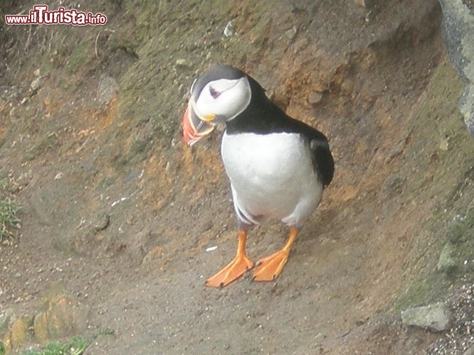 Is. Shetland - Puffin