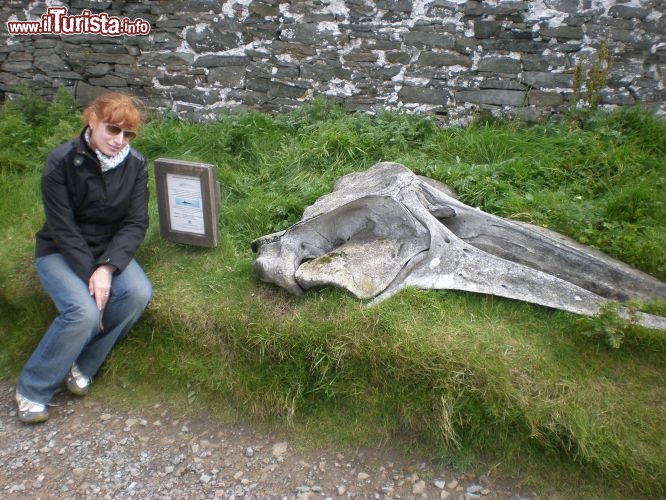 Sumburgh Head - Is. Shetland