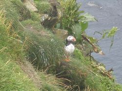 Is. Shetland - Puffin