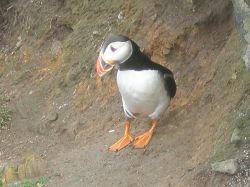 Is. Shetland - Puffin