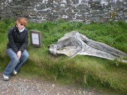 Sumburgh Head - Is. Shetland