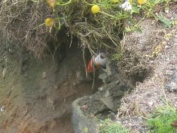 Is. Shetland - Puffin