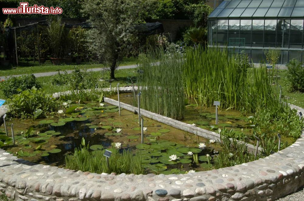 Immagine Vasca di piante aquatiche nel giardino dell'Orto Botanico di Bologna  - ©  Orto Botanico ed Erbario